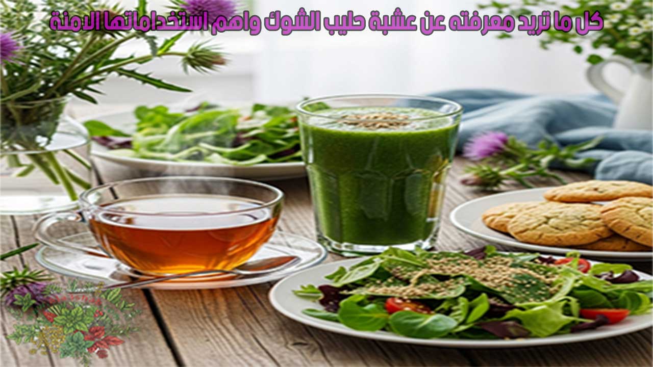 كل ما تريد معرفته عن عشبة حليب الشوك واهم استخداماتها الامنة