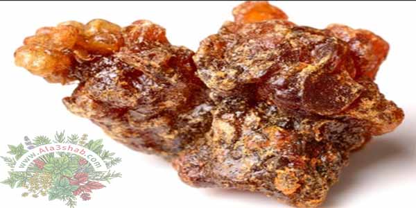 كل ما تريد معرفته عن أسماء عشبة المرة وأنواعها وفوائدها