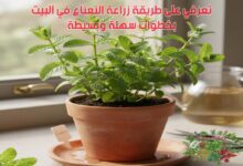 تعرفي على طريقة زراعة النعناع في البيت بخطوات سهلة وبسيطة