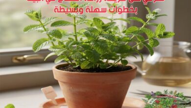تعرفي على طريقة زراعة النعناع في البيت بخطوات سهلة وبسيطة