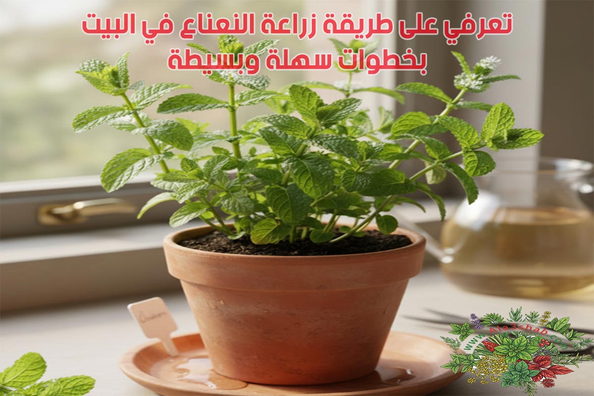 تعرفي على طريقة زراعة النعناع في البيت بخطوات سهلة وبسيطة