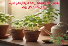 تعرفي على طريقة زراعة الريحان في البيت: ريحان طازة كل يوم