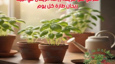 تعرفي على طريقة زراعة الريحان في البيت: ريحان طازة كل يوم