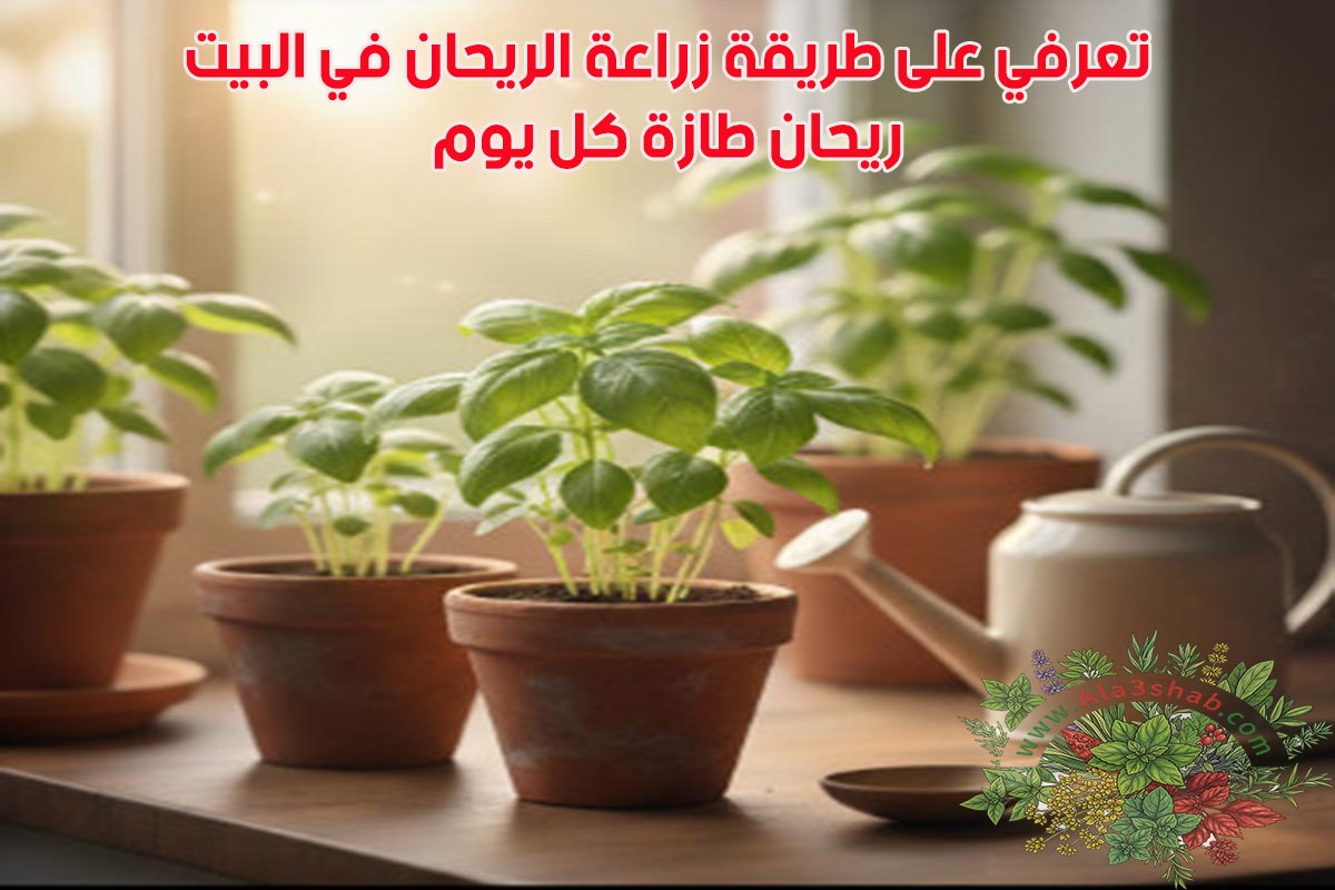 تعرفي على طريقة زراعة الريحان في البيت: ريحان طازة كل يوم