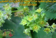 هل يمكن لعشبه عباءة السيده أن تكون الحل الطبيعي لمشاكل النساء؟
