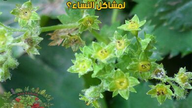 هل يمكن لعشبه عباءة السيده أن تكون الحل الطبيعي لمشاكل النساء؟