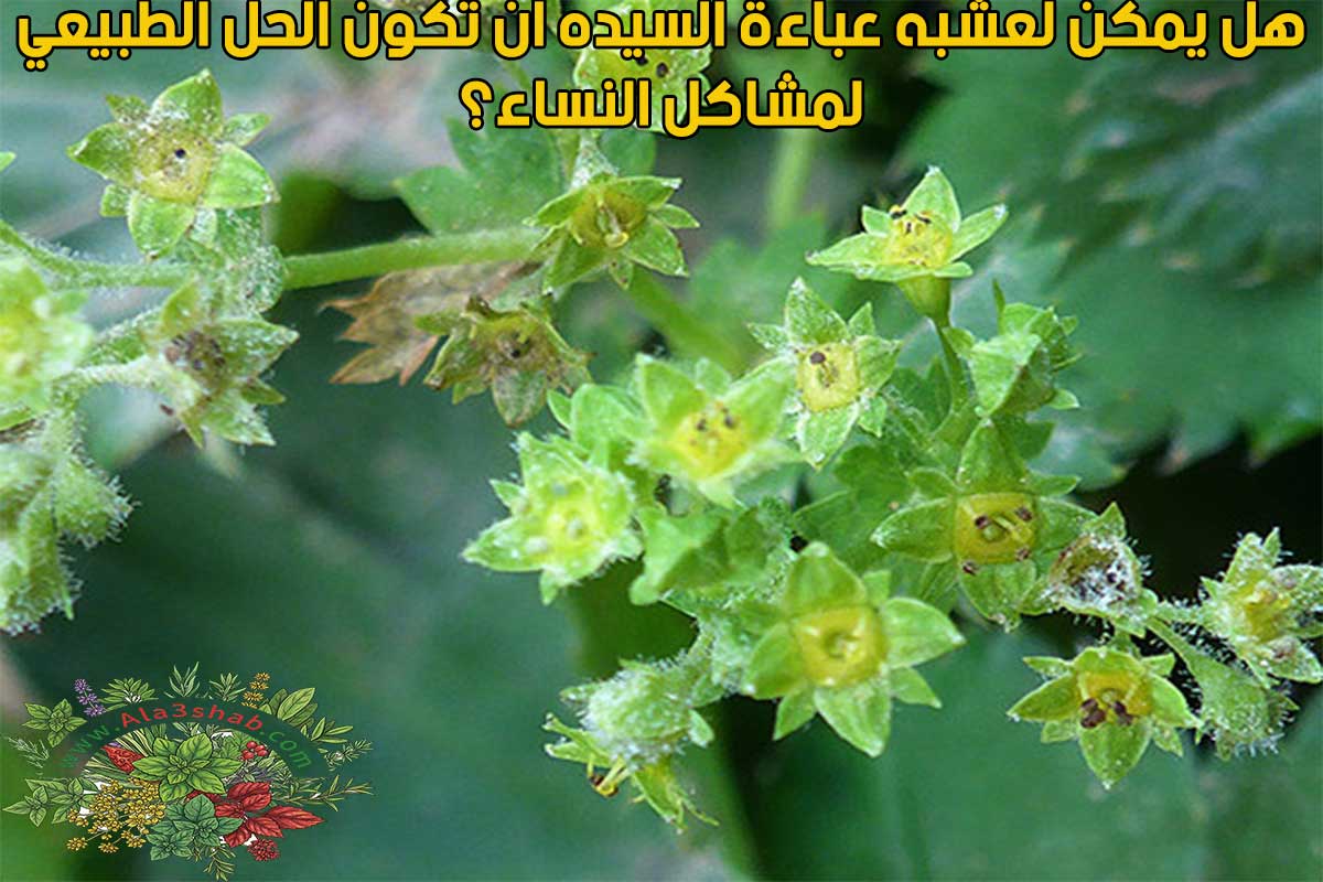 هل يمكن لعشبه عباءة السيده أن تكون الحل الطبيعي لمشاكل النساء؟