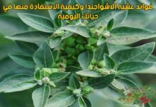 فوائد عشبة الاشواجندا وكيفية الاستفادة منها في حياتك اليومية