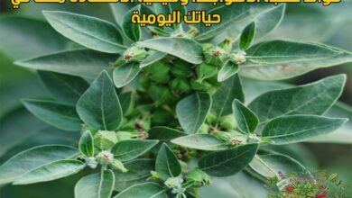 فوائد عشبة الاشواجندا وكيفية الاستفادة منها في حياتك اليومية