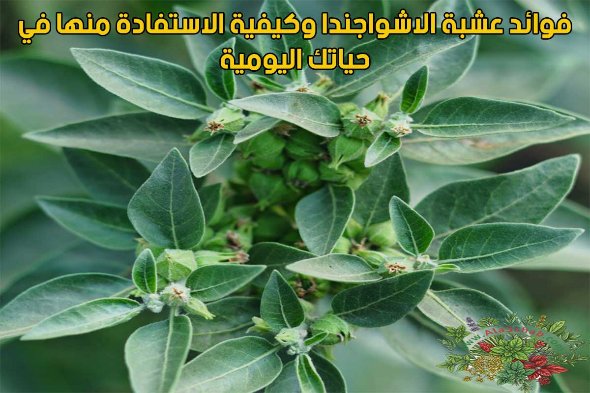 فوائد عشبة الاشواجندا وكيفية الاستفادة منها في حياتك اليومية
