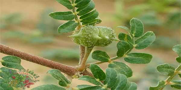 كل ما تحتاج معرفته عن عشبة التروبلاس وفوائدها العجيبة