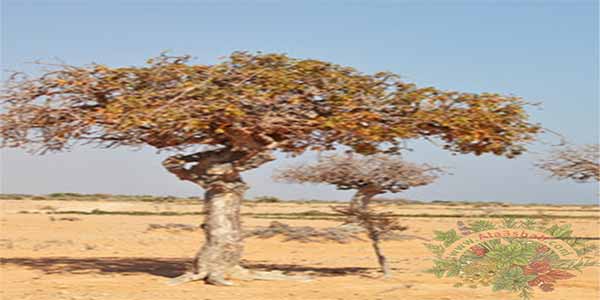 كل ما تريد معرفته عن أسماء عشبة المرة وأنواعها وفوائدها