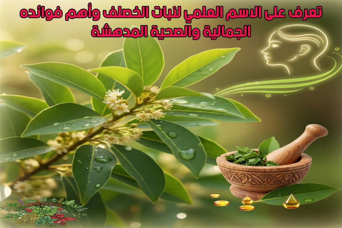 تعرف على الاسم العلمي لنبات الخصلف وأهم فوائده الجمالية والصحية المدهشة
