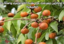 كل ما تحتاجين معرفته عن عشبة القوماميلا واستخداماتها الطبيعية