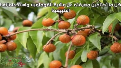 كل ما تحتاجين معرفته عن عشبة القوماميلا واستخداماتها الطبيعية