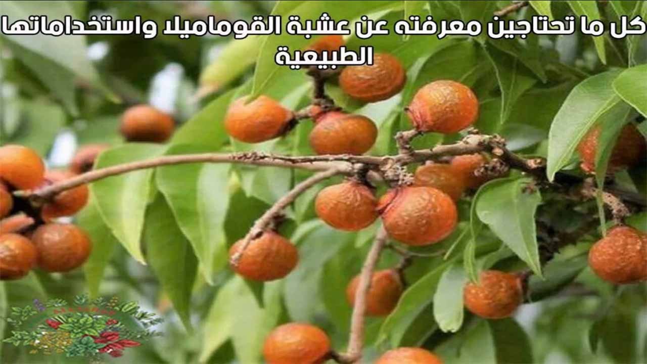 كل ما تحتاجين معرفته عن عشبة القوماميلا واستخداماتها الطبيعية