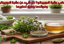 ماهي عشبة الاوريجانو؟ كل شيء عن عشبة الاوريجانو وفوائدها وطرق تحضيرها