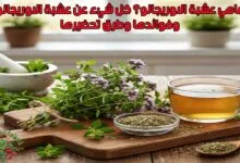 ماهي عشبة الاوريجانو؟ كل شيء عن عشبة الاوريجانو وفوائدها وطرق تحضيرها
