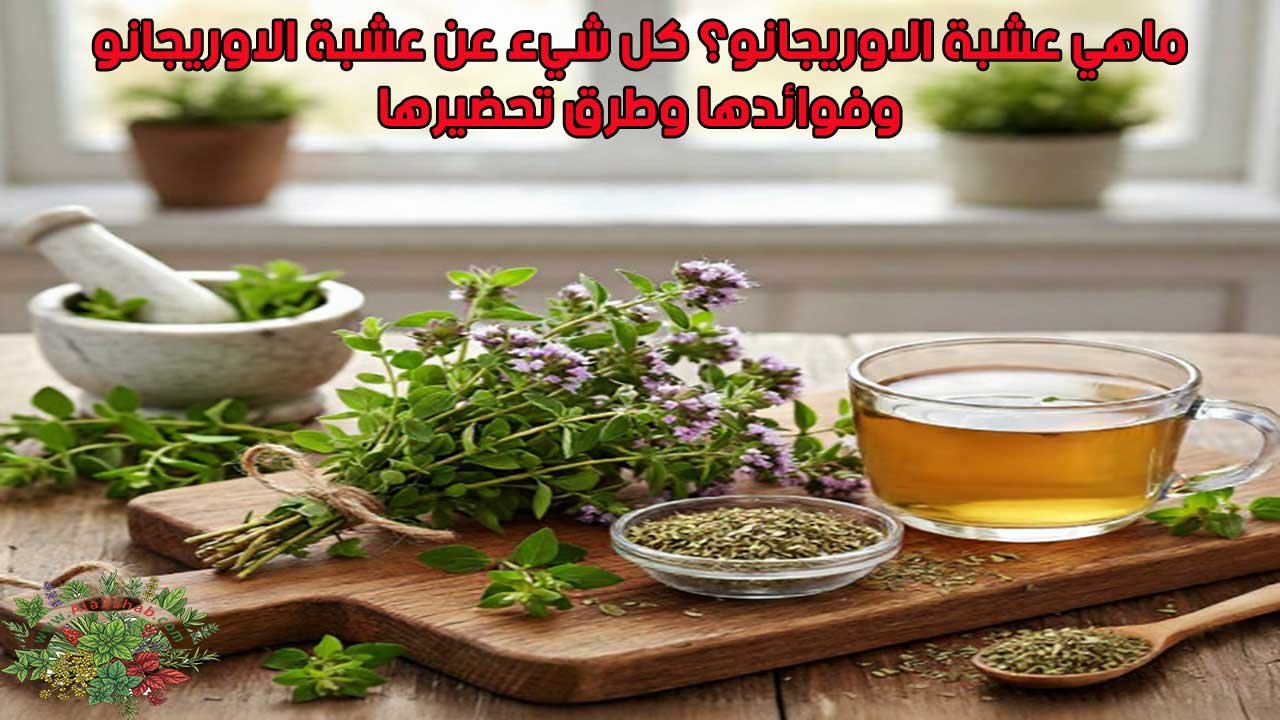 ماهي عشبة الاوريجانو؟ كل شيء عن عشبة الاوريجانو وفوائدها وطرق تحضيرها