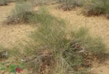 كل ما تودين معرفته عن عشبة الدباغ شكلها فوائدها وأضرارها