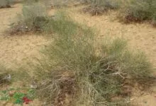 كل ما تودين معرفته عن عشبة الدباغ شكلها فوائدها وأضرارها