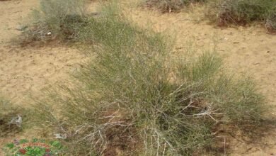 كل ما تودين معرفته عن عشبة الدباغ شكلها فوائدها وأضرارها