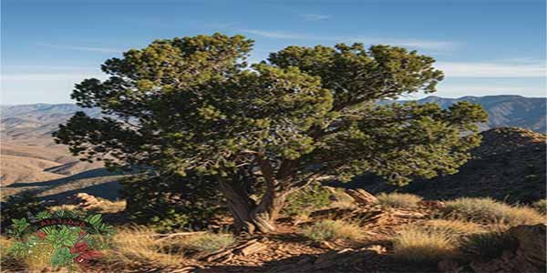 عشبه العرعر: فوائدها واستخداماتها الشعبية وكيفية الاستفادة منها بأمان